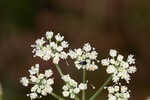 Coastal plain angelica